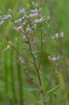 Eurybia compacta Nesom