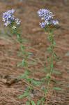 Eurybia compacta Nesom