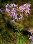 Eurybia compacta Nesom