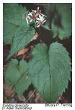 Eurybia divaricata (L.) Nesom