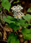 Eurybia divaricata (L.) Nesom