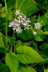 Eurybia macrophylla (L.) Cass.