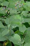 Eurybia macrophylla (L.) Cass.