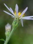 Eurybia macrophylla (L.) Cass.