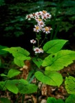 Eurybia macrophylla (L.) Cass.