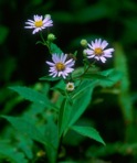 Eurybia radula (Ait.) Nesom