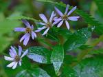 Eurybia radula (Ait.) Nesom