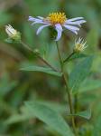 Eurybia radula (Ait.) Nesom
