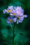 Eurybia radula (Ait.) Nesom