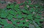 Eurybia schreberi (Nees) Nees
