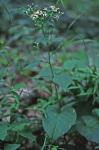 Eurybia schreberi (Nees) Nees