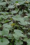 Eurybia schreberi (Nees) Nees
