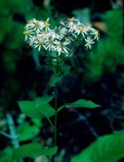 Eurybia schreberi (Nees) Nees