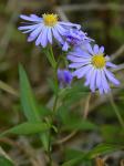 Eurybia spectabilis (Ait.) Nesom