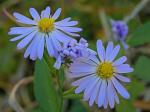 Eurybia spectabilis (Ait.) Nesom
