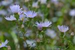 Eurybia spectabilis (Ait.) Nesom