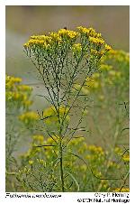 Euthamia caroliniana (L.) Greene ex Porter & Britt.