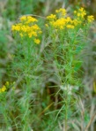 Euthamia caroliniana (L.) Greene ex Porter & Britt.