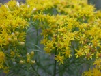 Euthamia caroliniana (L.) Greene ex Porter & Britt.