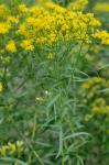 Euthamia lanceolata (L.) Nesom
