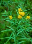 Euthamia graminifolia (L.) Nutt.