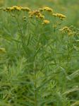 Euthamia graminifolia (L.) Nutt.
