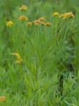 Euthamia graminifolia (L.) Nutt.