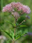 Eutrochium dubium (Willd. ex Poir.) E.E. Lamont
