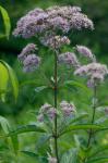 Eutrochium fistulosum (Barratt) E.E. Lamont