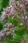 Eutrochium fistulosum (Barratt) E.E. Lamont