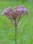 Eutrochium maculatum (L.) E.E. Lamont var. maculatum
