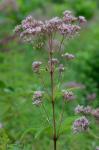 Eutrochium maculatum (L.) E.E. Lamont var. maculatum