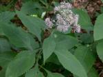 Eutrochium steelei (E.E. Lamont) E.E. Lamont
