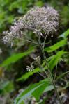 Eutrochium steelei (E.E. Lamont) E.E. Lamont