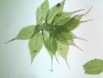 Fabronia ciliaris (Brid.) Brid.