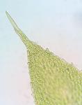 Fabronia ciliaris (Brid.) Brid.