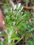 Facelis retusa (Lam.) Schultz-Bip.