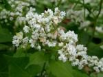 Fagopyrum esculentum Moench