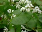 Fagopyrum esculentum Moench