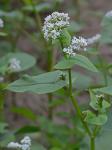 Fagopyrum esculentum Moench