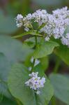 Fagopyrum esculentum Moench