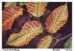 Fagus grandifolia Ehrhart