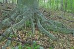 Fagus grandifolia Ehrhart