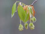 Fagus grandifolia Ehrhart