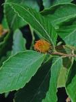 Fagus grandifolia Ehrhart