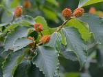Fagus grandifolia Ehrhart