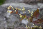 Parogonum ciliinode (Michaux) Desjardins & J.P. Bailey