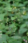 Parogonum ciliinode (Michaux) Desjardins & J.P. Bailey