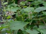 Parogonum ciliinode (Michaux) Desjardins & J.P. Bailey