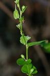 Fallopia cristata (Engelm. & A. Gray) Holub